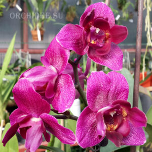 Phalaenopsis PP 006 Peloric