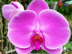 Phalaenopsis PH 006 Bombay