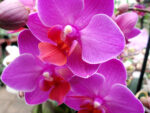 Phalaenopsis PHM 104