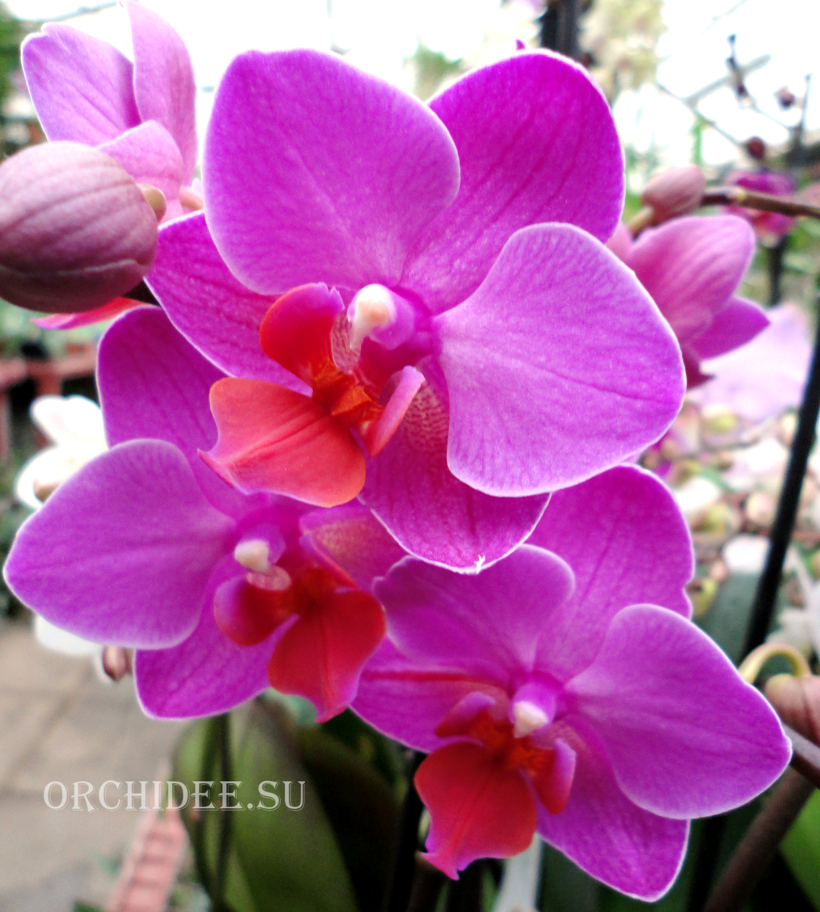 Phalaenopsis PHM 104