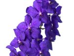 Vanda Royal Blue