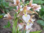 Epipactis palustris
