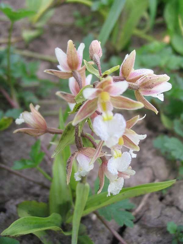 Epipactis palustris