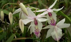 Barkeria spectabilis x lindleyana