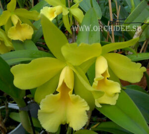 Cattleya hybrid 16