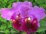 Brassolaeliocattleya Amy Wakasugi