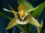 Coelogyne fimbriata