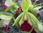 Laeliocattleya Star Garden