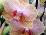 Phalaenopsis PHM 040 Jena