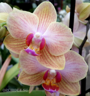 Phalaenopsis PHM 040 Jena