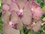 Vanda Salmon
