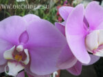 Phalaenopsis PH 046 Hilo Lip