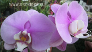 Phalaenopsis PH 046 Hilo Lip