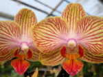 Phalaenopsis PHM 006 Trento