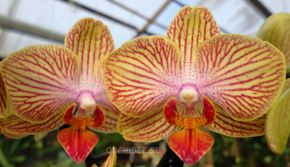 Phalaenopsis PHM 006 Trento