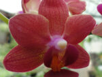 Phalaenopsis PHM 007 Tzu Chiang Glint
