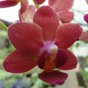 Phalaenopsis PHM 007 Tzu Chiang Glint