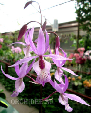 Barkeria spectabilis x (lindley x spectabilis)