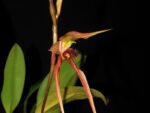 Bulbophyllum sulawesii