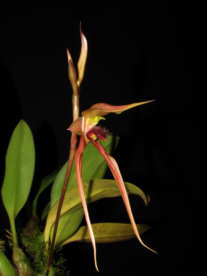 Bulbophyllum sulawesii