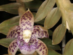 Dichaea muricata
