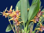 Maxillaria striata