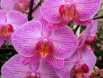 Phalaenopsis PH 089 New Striped Pink