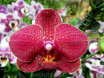 Phalaenopsis PH 027 Taida salu