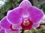 Phalaenopsis PHM 002 Vienna