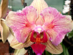 Phalaenopsis PP 007 Fuller's Gold Stripes (butterfly peloric)