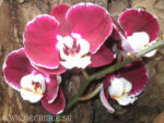 Phalaenopsis PH 031 Elegant Debora