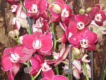 Phalaenopsis PH 039 Elegant Happy Angel