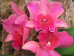 Brassolaeliocattleya Yuany KY6