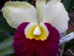 Brassolaeliocattleya Panthum Green