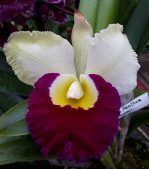 Brassolaeliocattleya Panthum Green