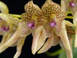 Bulbophyllum umbellatum