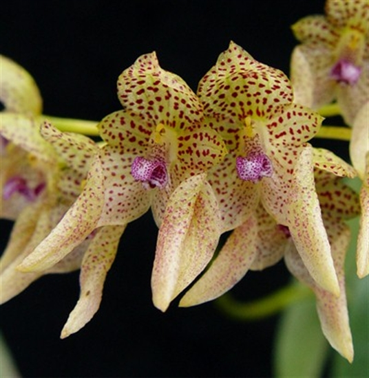 Bulbophyllum umbellatum