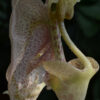 coryanth_macrocorys