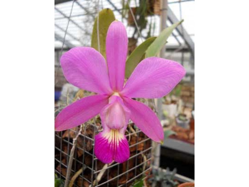 Cattleya walkeriana