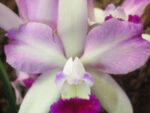 Rhyncholaeliocattleya Dano Lee lipstick 'Purple Rain'