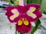 Brassolaeliocattleya Chinese Beauty