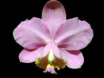Cattleya loddigesii Aranda