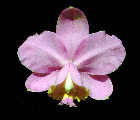 Cattleya loddigesii Aranda