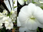 Dendrobium phalaenopsis 'White Surpise'