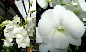 Dendrobium phalaenopsis 'White Surpise'