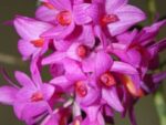 Dendrobium sulawesiense
