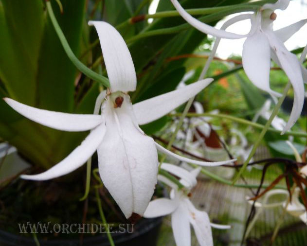 Jumellea arachnantha