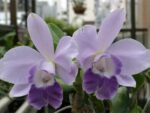 Laeliocattleya Blue Angel 'Glove'BM/JOGA