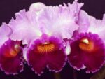 Laeliocattleya Bonanza Queen 'Panamint'