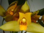 Lycaste (groganii(=Natural Hyb. depei x aromatica) x aromatica) x aromatica
